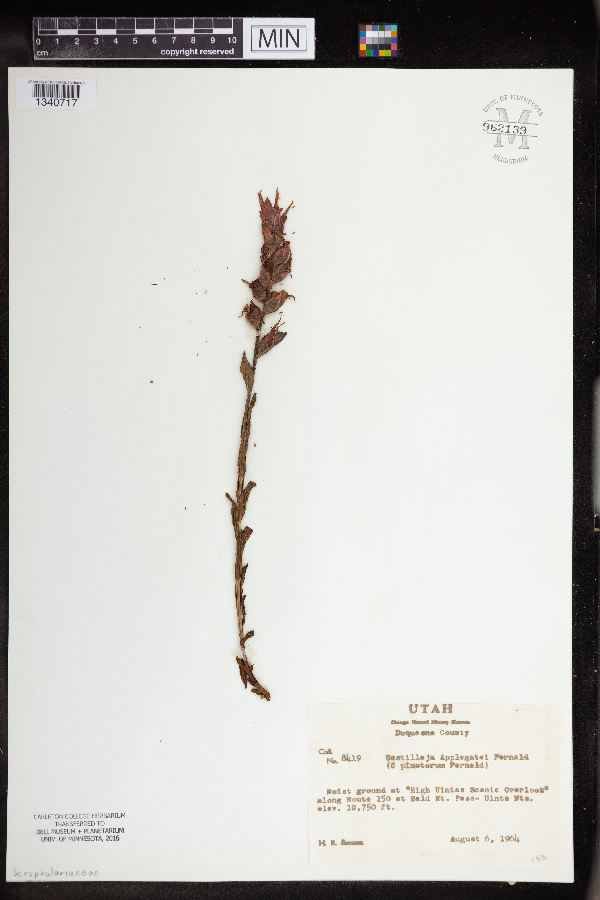 Castilleja applegatei image