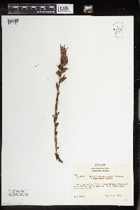 Image of Castilleja applegatei