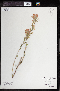 Castilleja coccinea image