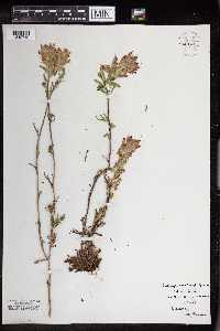 Castilleja coccinea image
