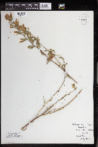 Castilleja coccinea image