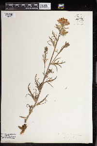 Castilleja coccinea image