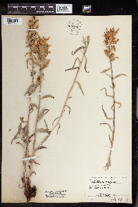 Image of Castilleja confusa