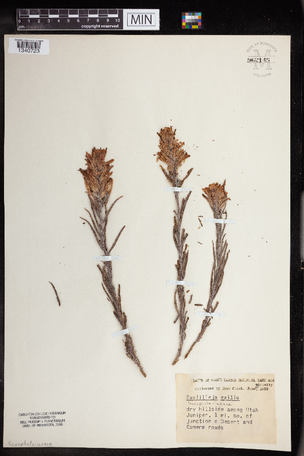 Castilleja minor var. exilis image