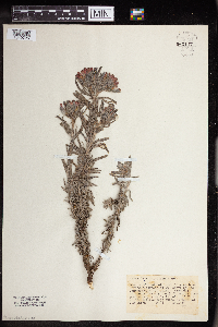 Castilleja foliolosa image