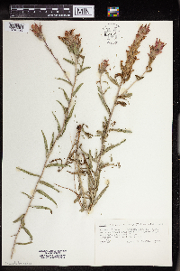 Image of Castilleja integra