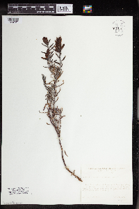 Castilleja integra image