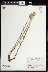 Image of Castilleja luteovirens