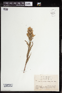 Image of Castilleja lutescens