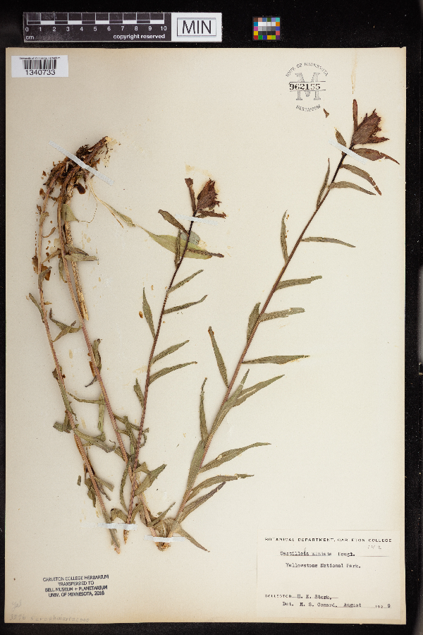 Castilleja miniata image