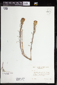thumbnail image of current specimen
