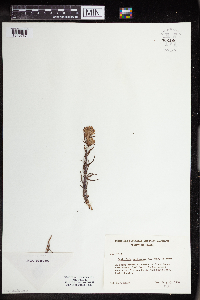 Castilleja pallescens image