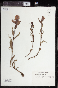 Castilleja rhexiifolia image