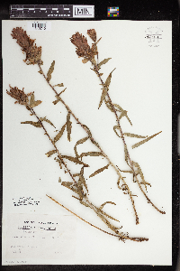 Castilleja rhexiifolia image