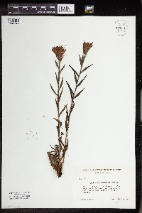 Castilleja rhexiifolia image