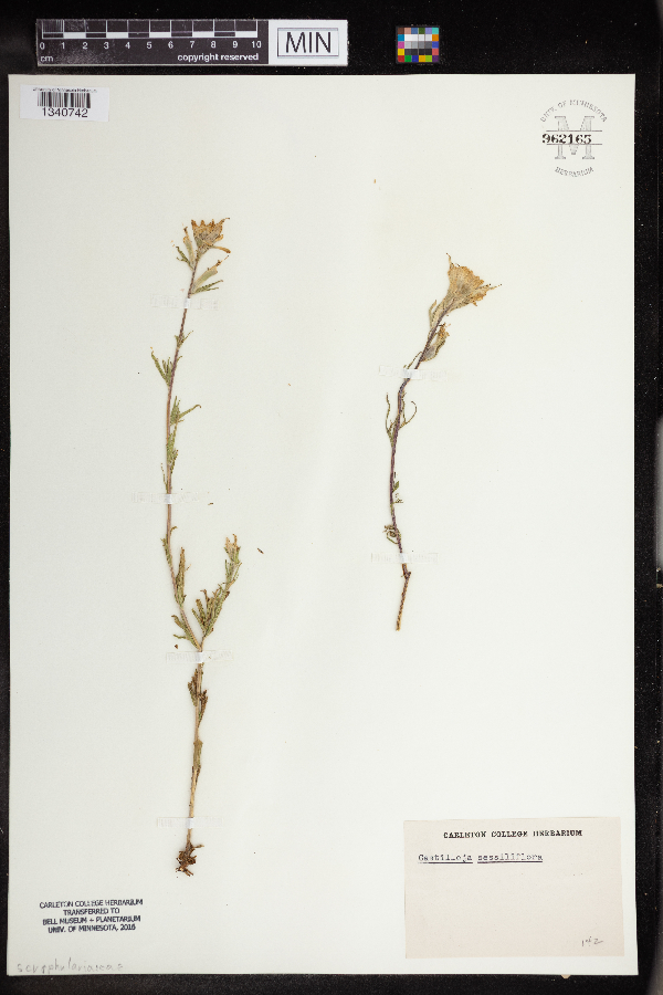 Castilleja sessiliflora image