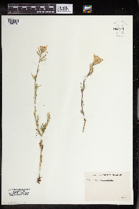 Media resource of Castilleja sessiliflora