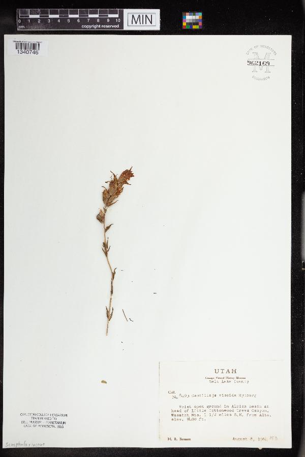 Castilleja applegatei var. viscida image