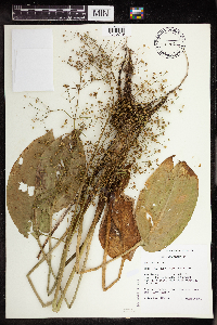 Alisma subcordatum image