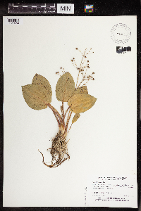 Alisma subcordatum image