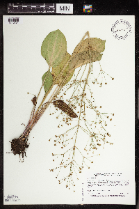 Alisma subcordatum image