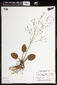 Alisma subcordatum image