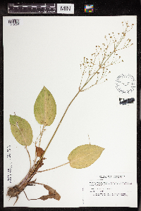 Alisma subcordatum image