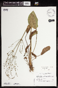 Alisma subcordatum image