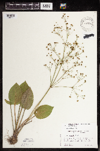 Alisma triviale image