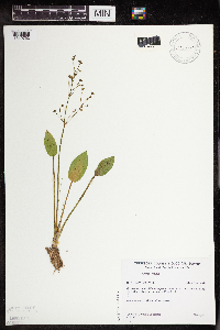 Alisma triviale image