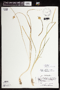 Allium canadense image