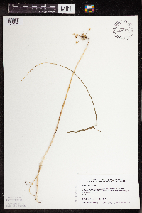 Allium canadense image