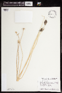 Allium canadense image