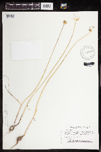 Allium canadense image