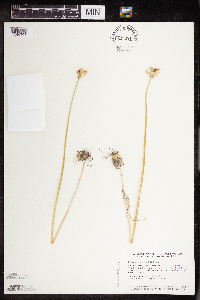 Allium canadense image