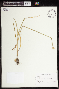 Allium canadense image