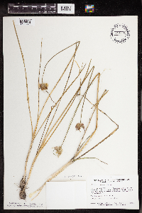 Allium canadense image
