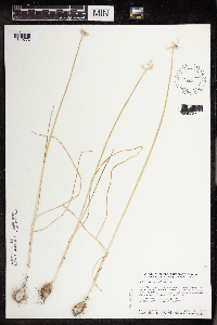Allium canadense image