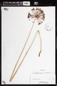 Media resource of Allium hollandicum
