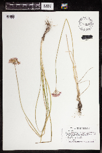 Thumbnail image of current specimen