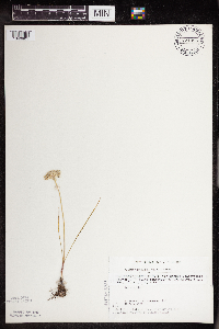 Allium textile image