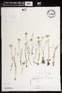 Allium textile image