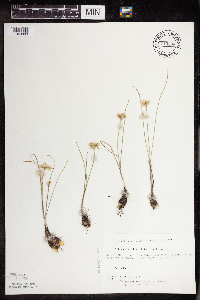 Allium textile image