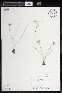 Allium textile image