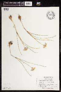 Allium textile image