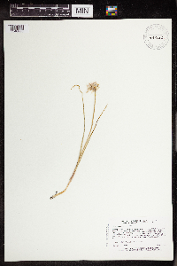 Allium textile image