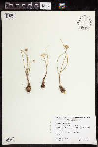 Allium textile image