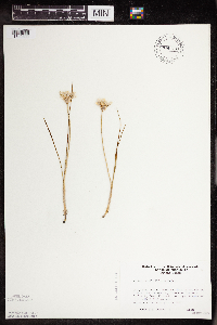 Allium textile image