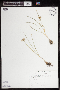 Allium textile image