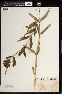Chelone glabra image